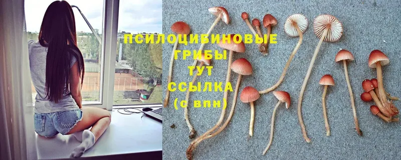 Галлюциногенные грибы MAGIC MUSHROOMS  как найти   Димитровград 